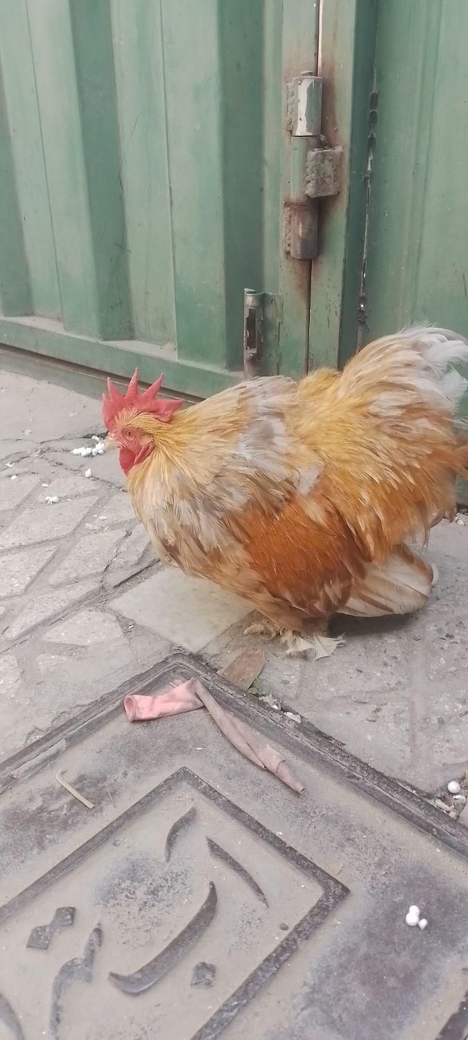 خروس‌کوشین‌ بوف‌ متلد|پرنده|تهران, خانی‌آباد نو|دیوار
