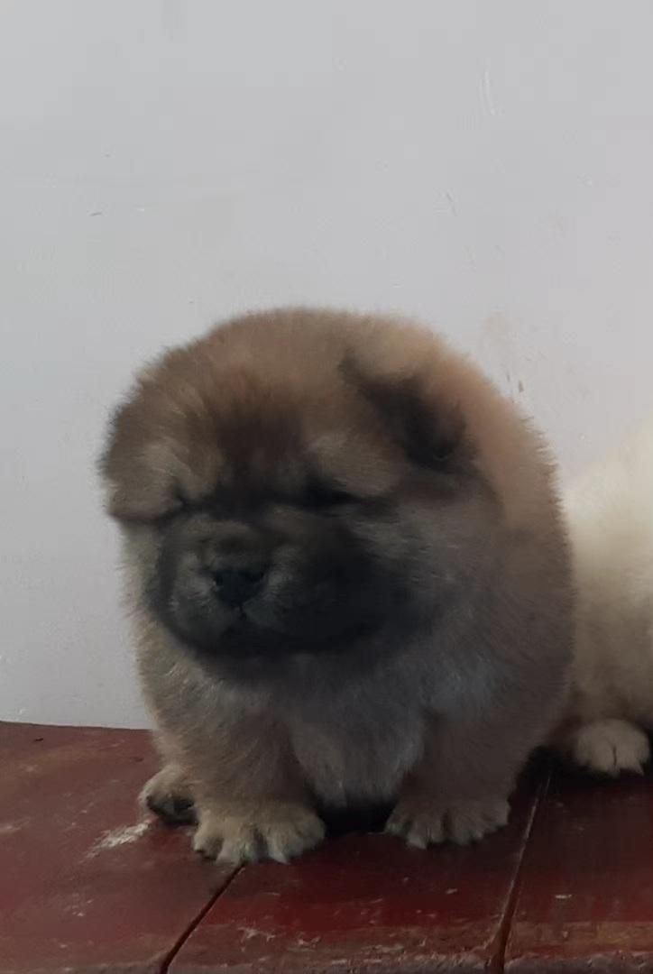 چاوچاوchowchow|سگ|تهران, شهرک شهید باقری|دیوار