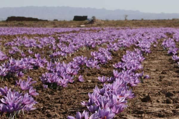 بدون واسطه ،زعفران ممتاز(گرمی)|خوردنی و آشامیدنی|تهران, باغ فیض|دیوار