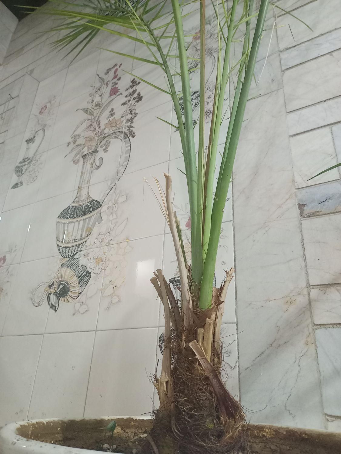 نهال نخل|گل و گیاه طبیعی|اصفهان, جلفا|دیوار