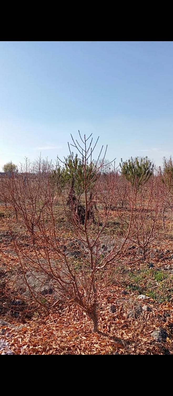 باغ در روستای آده بزرگ|فروش زمین و ملک کلنگی|ارومیه, |دیوار