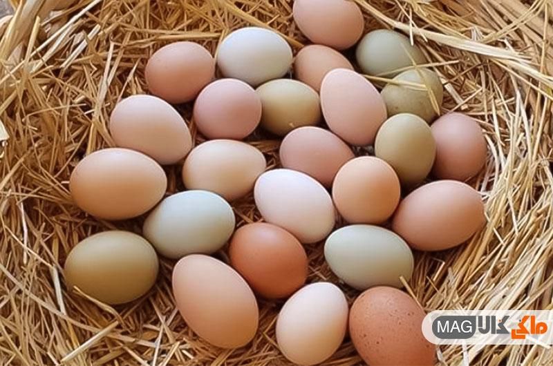 تخم مرغ محلی|خوردنی و آشامیدنی|اهواز, زرگان|دیوار