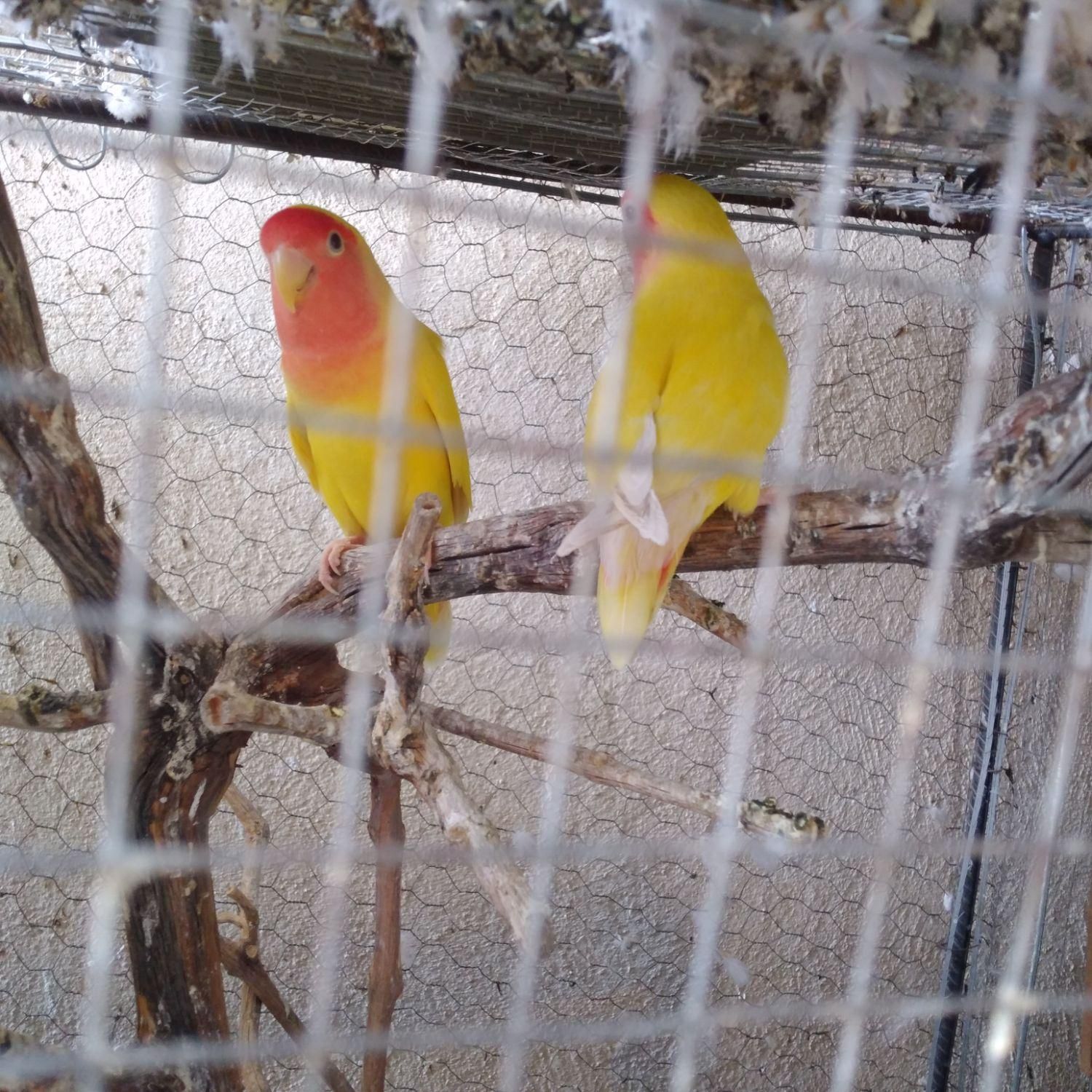 طوطی برزیلی  مرغ عشق پروانه ای  گلبسر نر|پرنده|سمنان, |دیوار