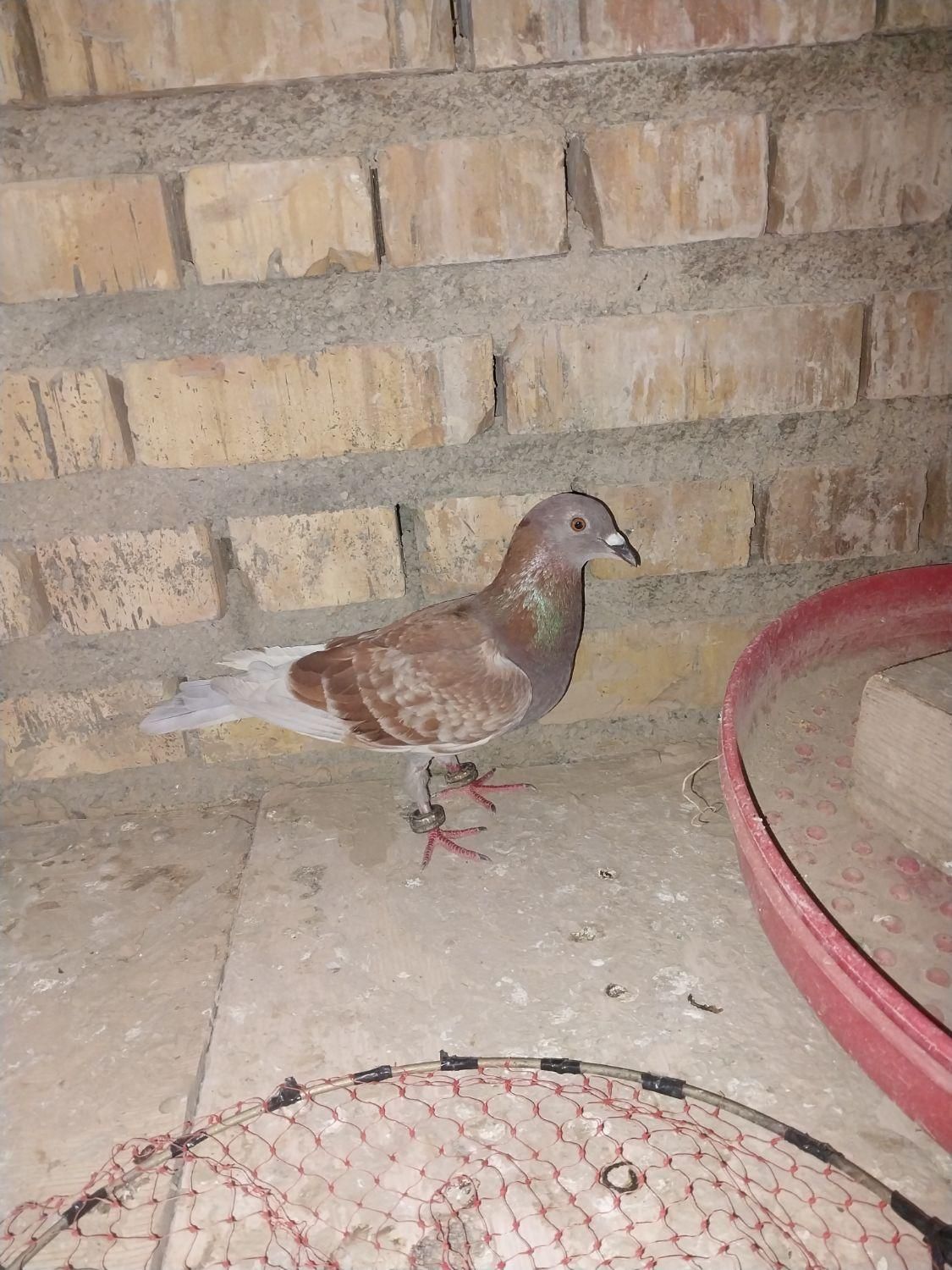 کبوتر قورگی ماده|پرنده|گنبد کاووس, |دیوار