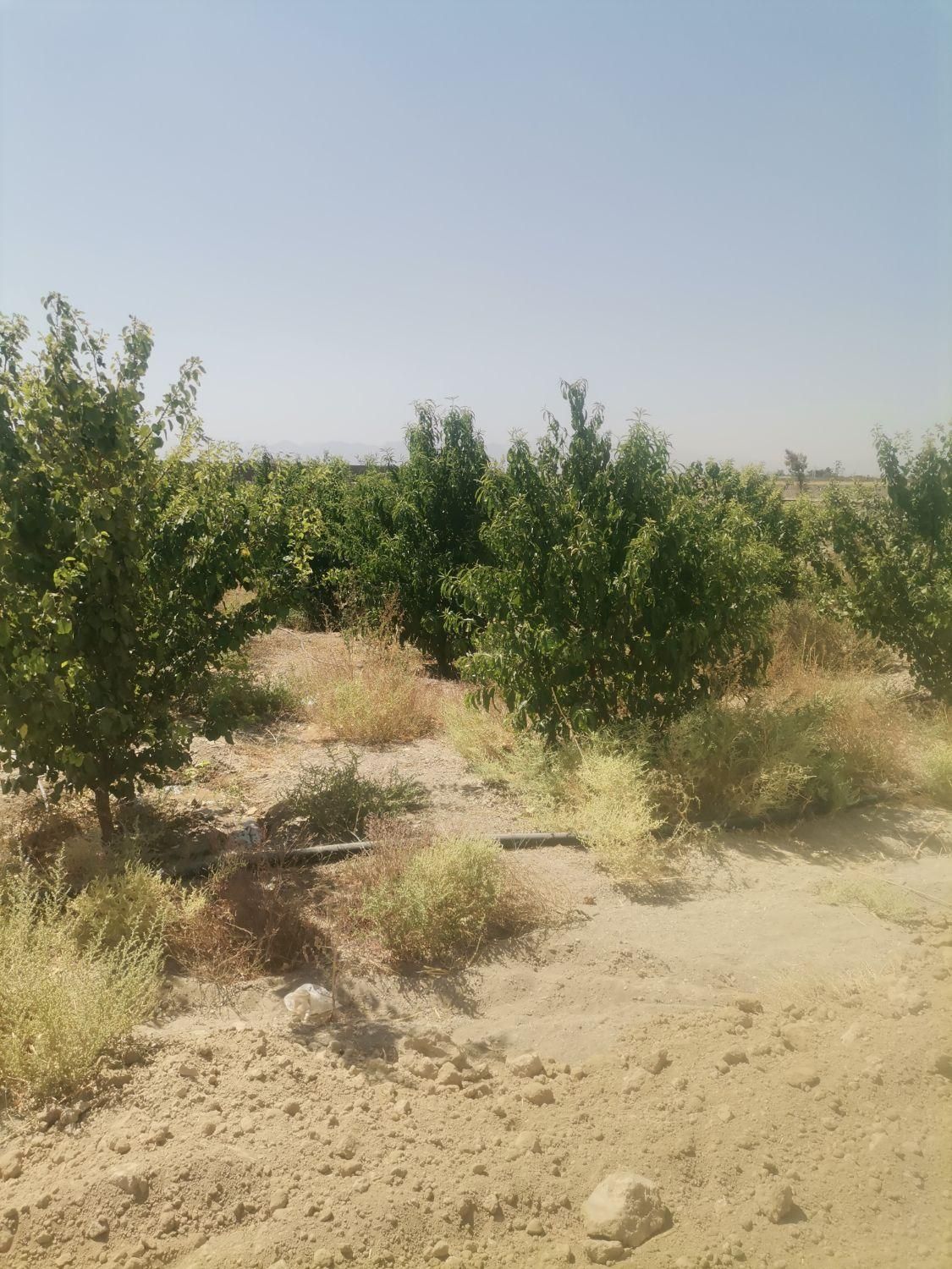 زمین باغ سند دار|فروش زمین و ملک کلنگی|اصفهان, گورت|دیوار