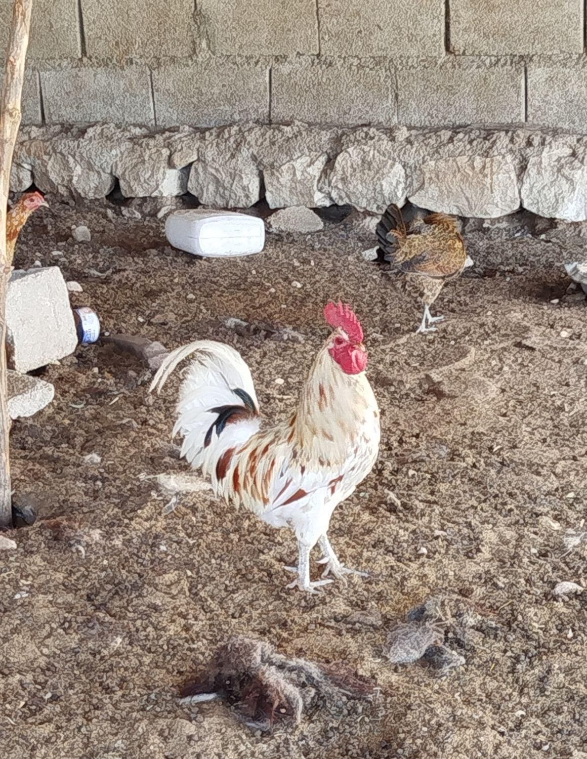 خروس گلین|پرنده|جم, |دیوار