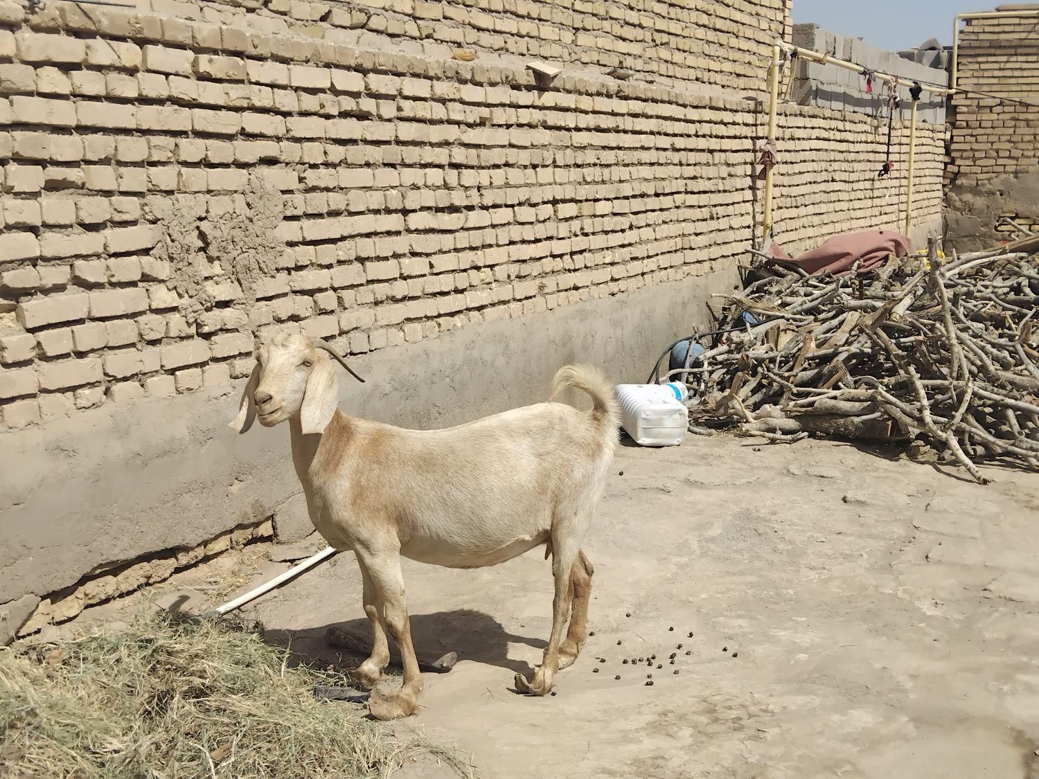 دورگه سانن|حیوانات مزرعه|رفسنجان, |دیوار
