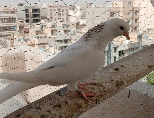 جوجه باخت رفته|پرنده|تهران, اسفندیاری|دیوار