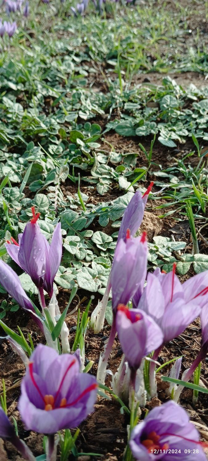 زعفران لرستان طلای سرخ لرستان|خوردنی و آشامیدنی|تهران, آذربایجان|دیوار