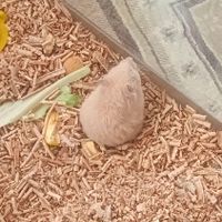 همستر به همراه بچه|موش و خرگوش|یزد, |دیوار