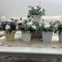 گل روز دختر|گل و گیاه طبیعی|تهران, نعمت‌آباد|دیوار
