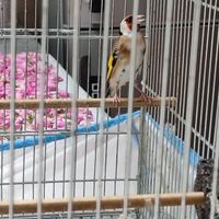سهره مست|پرنده|نهاوند, |دیوار