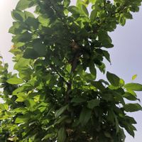 باغ ۱۰۰۰متری/سندتک برگ/انشعابات کامل|فروش زمین و ملک کلنگی|تهران, شهید رجایی|دیوار