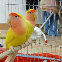 طوطی برزیلی کوتوله|پرنده|رشت, اسماعیل آباد|دیوار