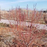 باغ در روستای آده بزرگ|فروش زمین و ملک کلنگی|ارومیه, |دیوار