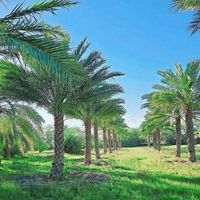 فروش پالم|خدمات باغبانی و درختکاری|اصفهان, نقش جهان|دیوار