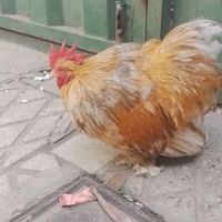 خروس‌کوشین‌ بوف‌ متلد|پرنده|تهران, خانی‌آباد نو|دیوار