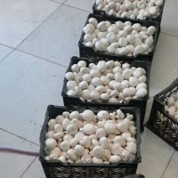 اجاره-انبار