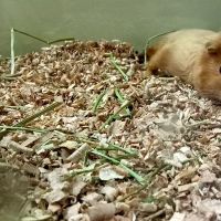 خوکچه هندی خانگی جوان ماده و نر|موش و خرگوش|تهران, نارمک|دیوار