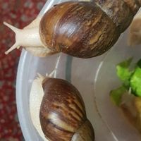 حلزون|خزنده|تهران, یافت‌آباد|دیوار