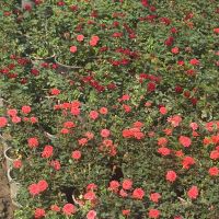 گیاهان زینتی فضای باز برای باغ ، ویلا و حیاط|گل و گیاه طبیعی|تهران, هروی|دیوار