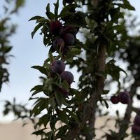 باغ ۱۰۰۰متری/سندتک برگ/انشعابات کامل|فروش زمین و ملک کلنگی|تهران, شهید رجایی|دیوار