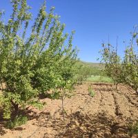 باغ-روستای-تیانه