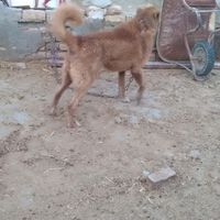 سگ.|سگ|گلپایگان, |دیوار