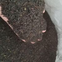چای بهاره ۱۴۰۴ از باغات شمال|خوردنی و آشامیدنی|مشهد, احمدآباد|دیوار