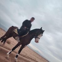 اسب نریان 4 ساله 6 نشان چشم آبی|اسب و تجهیزات اسب‌سواری|تهران, آبشار|دیوار