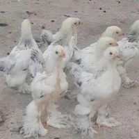 تخم برهما|حیوانات مزرعه|داراب, |دیوار