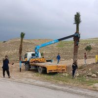 شرکت تخصصی کاشت نخل بزرگ|خدمات باغبانی و درختکاری|تهران, آرژانتین|دیوار