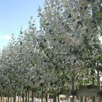 نهال درخت سپیدار یا کبوده ( sabzevarnahal)|گل و گیاه طبیعی|سبزوار, |دیوار