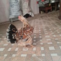 مرغ گلین|پرنده|حمیدیه, |دیوار