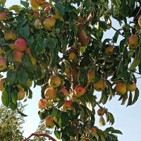 فروش-باغ-با-سوییت