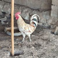 خروس گلین|پرنده|جم, |دیوار