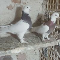 طوقی|پرنده|تهران, قیام‌دشت|دیوار