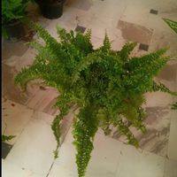گلخانه یاس|گل و گیاه طبیعی|قم, امامزاده ابراهیم|دیوار
