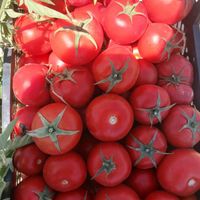 کارشناس برنامه کوددهی باغ و زمین کشاورزی|خدمات باغبانی و درختکاری|اصفهان, مصلی|دیوار
