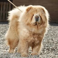چاوچاوchowchow|سگ|تهران, شهرک شهید باقری|دیوار