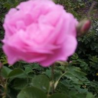 نهال گل محمدی (گلاب)|گل و گیاه طبیعی|مشهد, وکیل‌آباد|دیوار