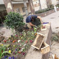 انجام خدمات باغبانی سمپاشی هرس کاشت گیاهان زینتی آ|خدمات باغبانی و درختکاری|تهران, الهیه|دیوار