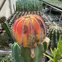 کاکتوس کلکسیونی Cactus|گل و گیاه طبیعی|تهران, آذری|دیوار