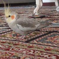 عروس هلندی گمشده|حیوانات|تهران, بهارستان|دیوار