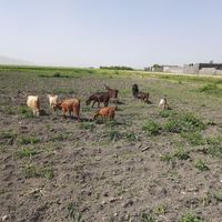 بز گوسفند گاو میش گوساله|حیوانات مزرعه|کرمانشاه, |دیوار