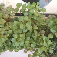 قلمه گل پیچ سوئدی|گل و گیاه طبیعی|مشهد, تلگرد|دیوار