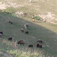 خرگوسفندی|حیوانات مزرعه|گنبد کاووس, |دیوار