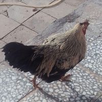 جوجه خروس جوان ۳|حیوانات مزرعه|مرودشت, ژیان|دیوار