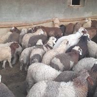 گوسفندکاورنروماده گوسفندبره گوسفند|حیوانات مزرعه|کرمانشاه, |دیوار