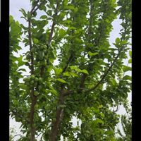 باغچه پروژه سرو احمدآباد بهمن آباد مجموعه سرو|فروش زمین و ملک کلنگی|تهران, خلیج فارس|دیوار